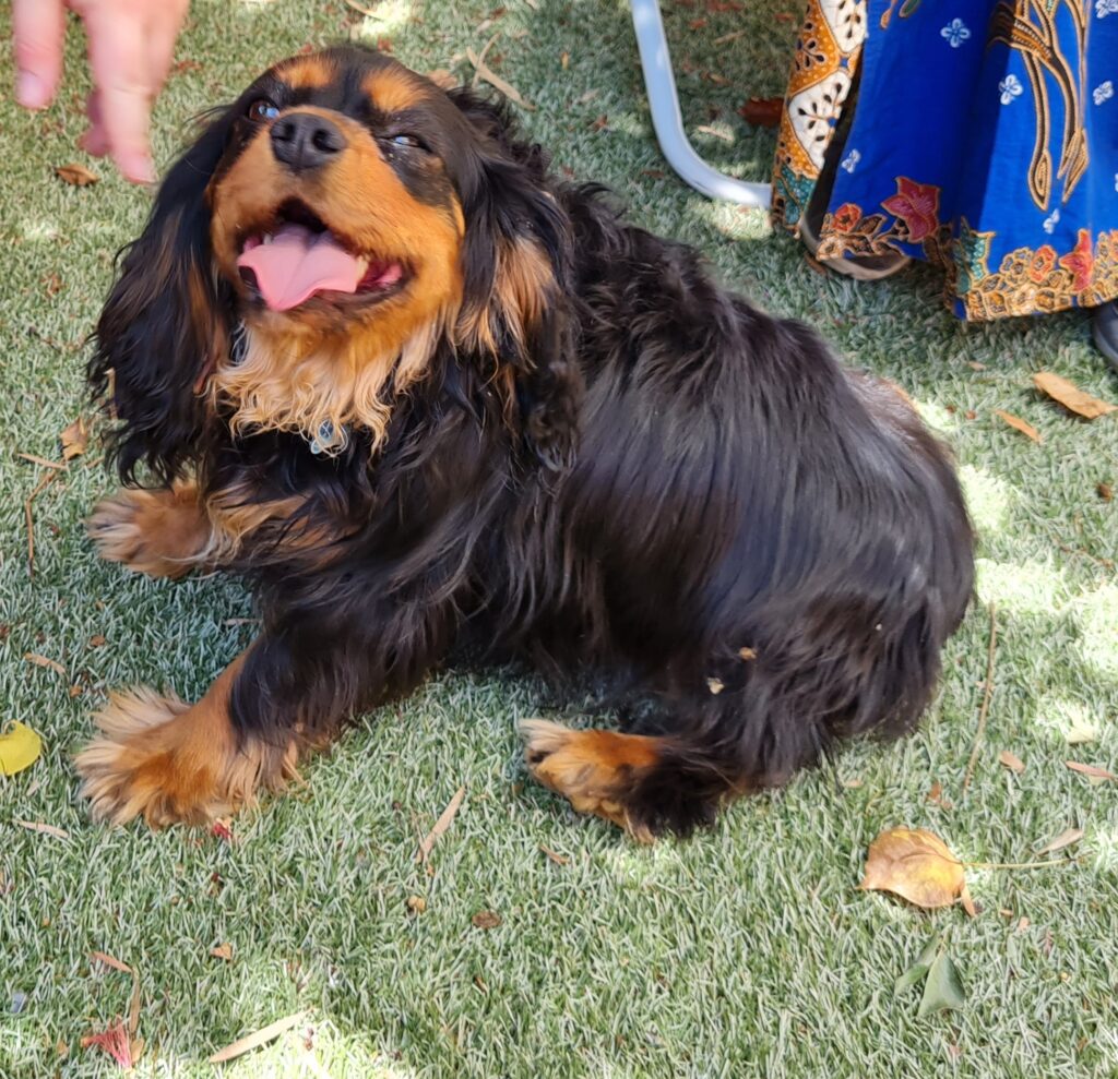 A small black and tan toy dog relaxing on grass with its tongue out.