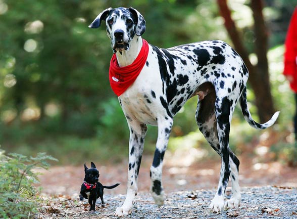 Small Chihuahua standing beside a large Dalmatian showing the bold personality of toy dog breeds.