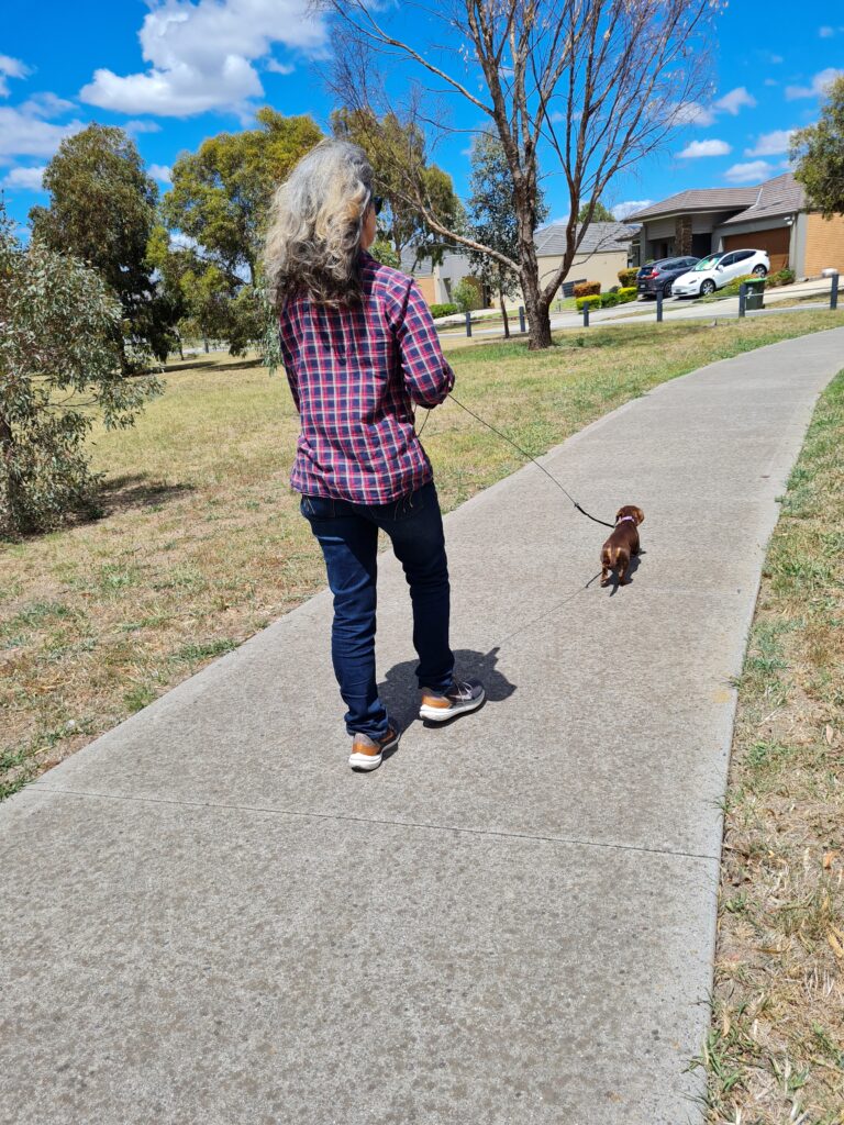 A dachshund with its owner out on a walk in their neighborhood.