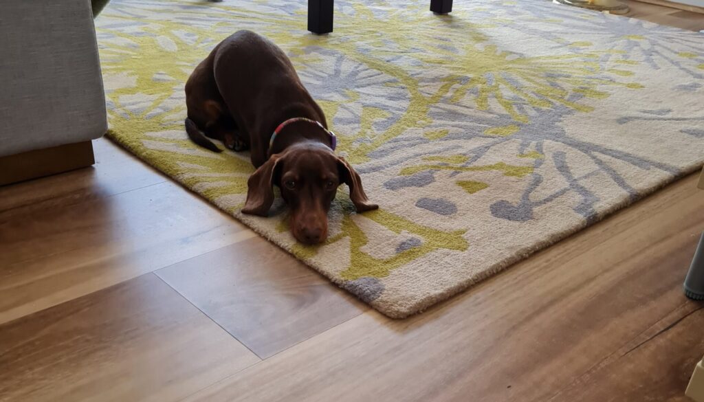 A dachshund on a rug looks up at camera.