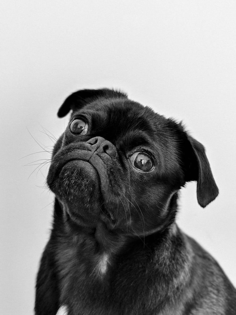 A black Pug tilts its head with wide, expressive eyes in a close-up black and white portrait.