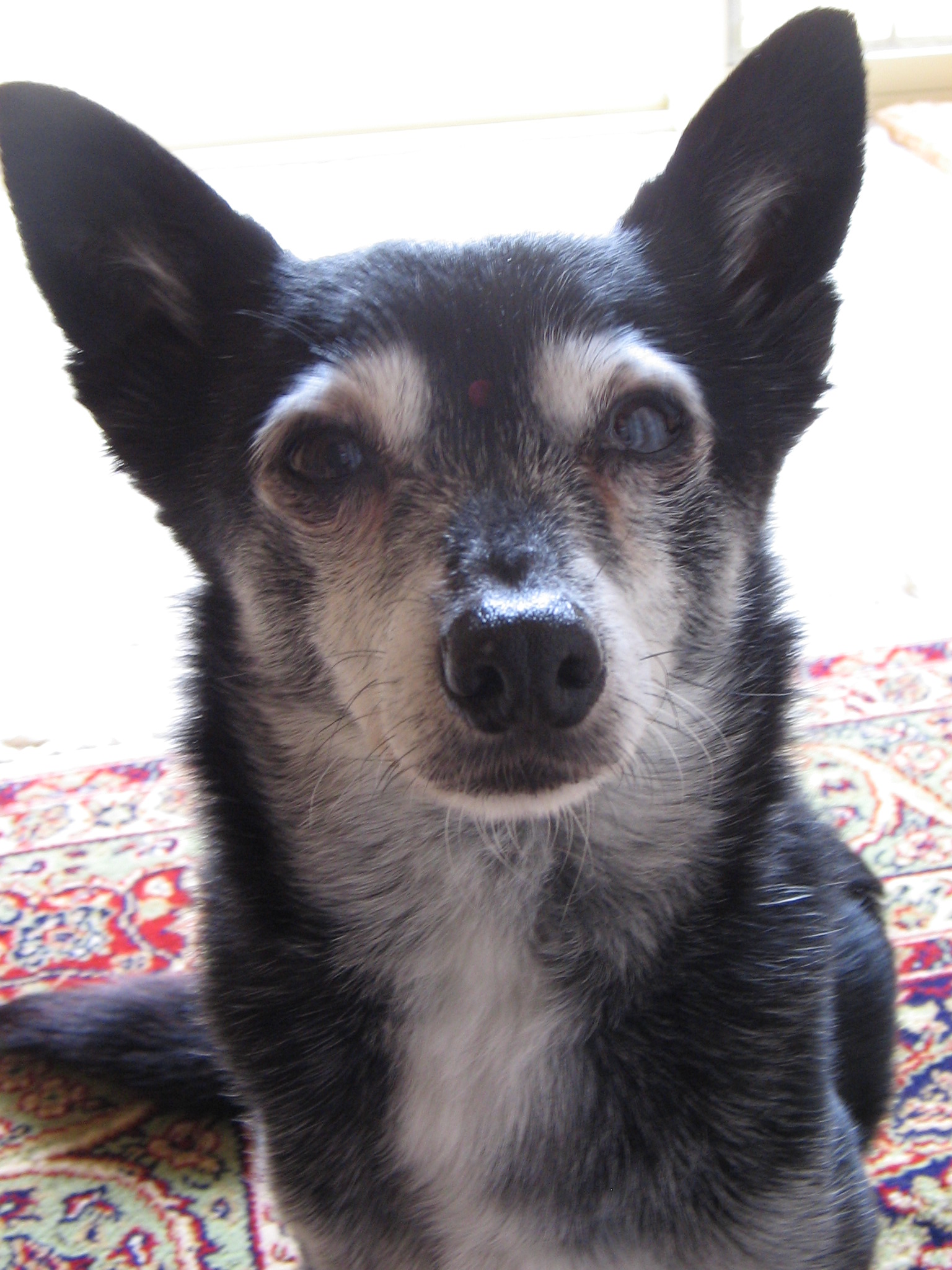 A chihuahua-fox terrier mix with black and white fur sits indoors on a patterned rug, looking calmly at the camera.
