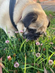 A pug sniffs flowers in the grass.