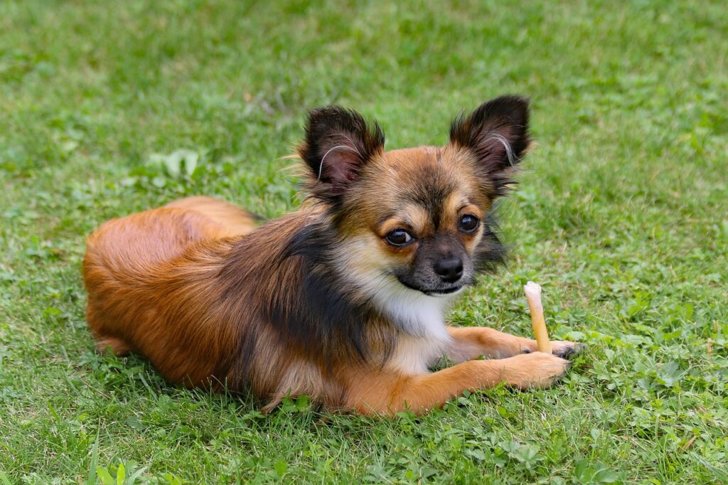Long-haired Chihuahua toy dog lying on green grass chewing a bone outdoors with alert ears.