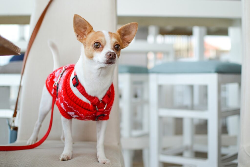 Short-haired Chihuahua toy dog wearing red sweater and harness, standing on chair looking alert with soft brown eyes.