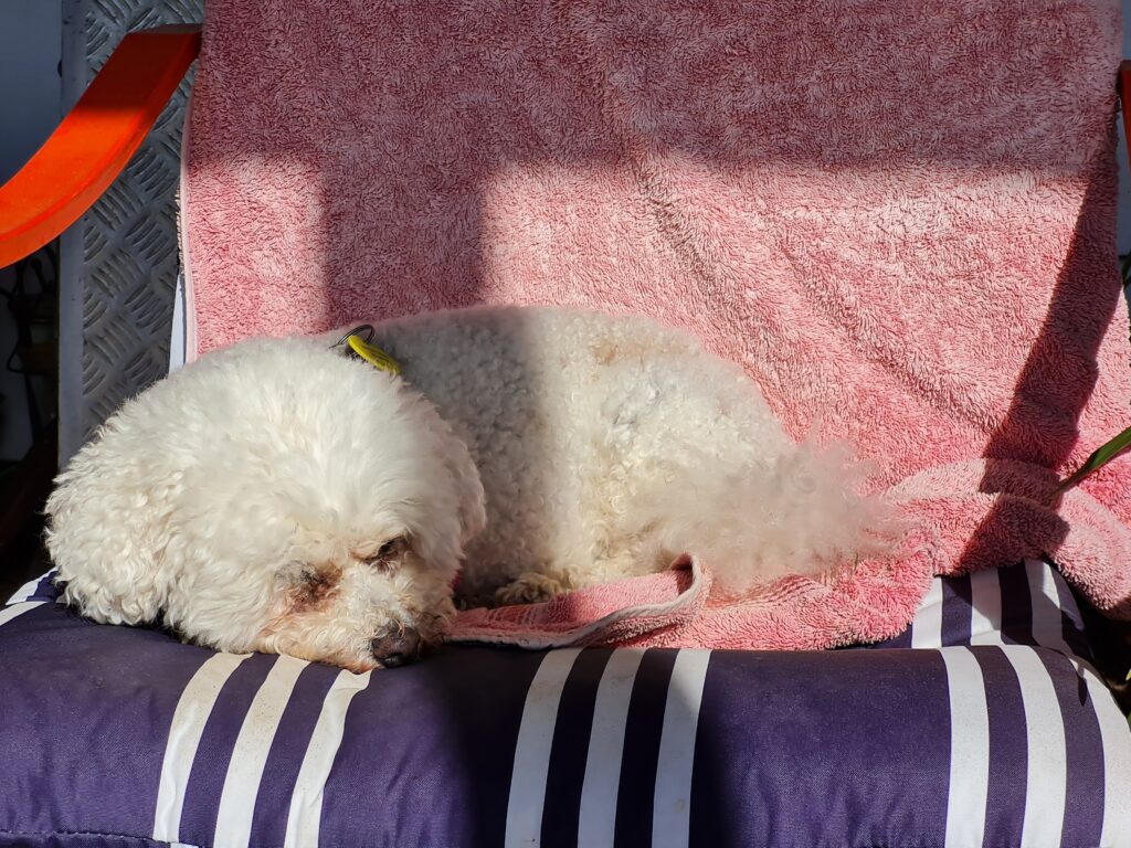 A small white rescue toy dog sleeping on a cushion in sunlight.
