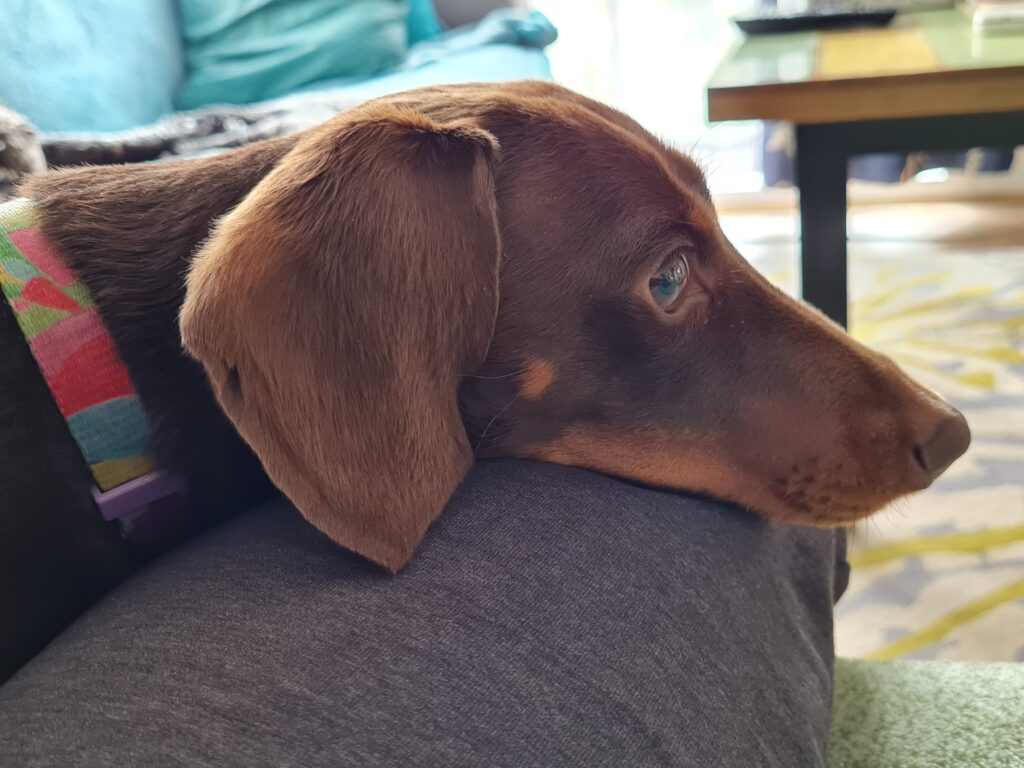 A small brown dachshund resting its head on a person’s leg sitting on the couch.