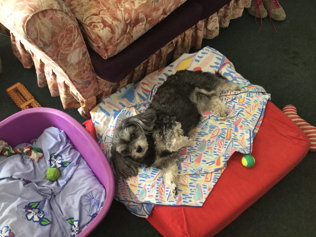A grey and white toy dog reclines on a dog bed in the living room, with dog toys nearby.