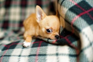 Chihuahuas: 10 Things Every New Owner Should Know