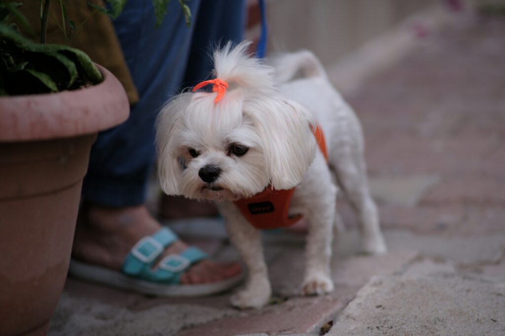 A small white toy dog wearing a harness, standing near a person’s feet on a paved path.