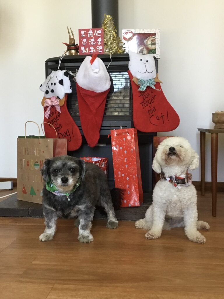 Two small dogs, one dark and one white, sitting on a wooden floor in front of Christmas stockings and gifts.