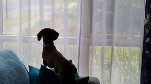Toy dachshund sitting on a couch looking out the window waiting for its owner.