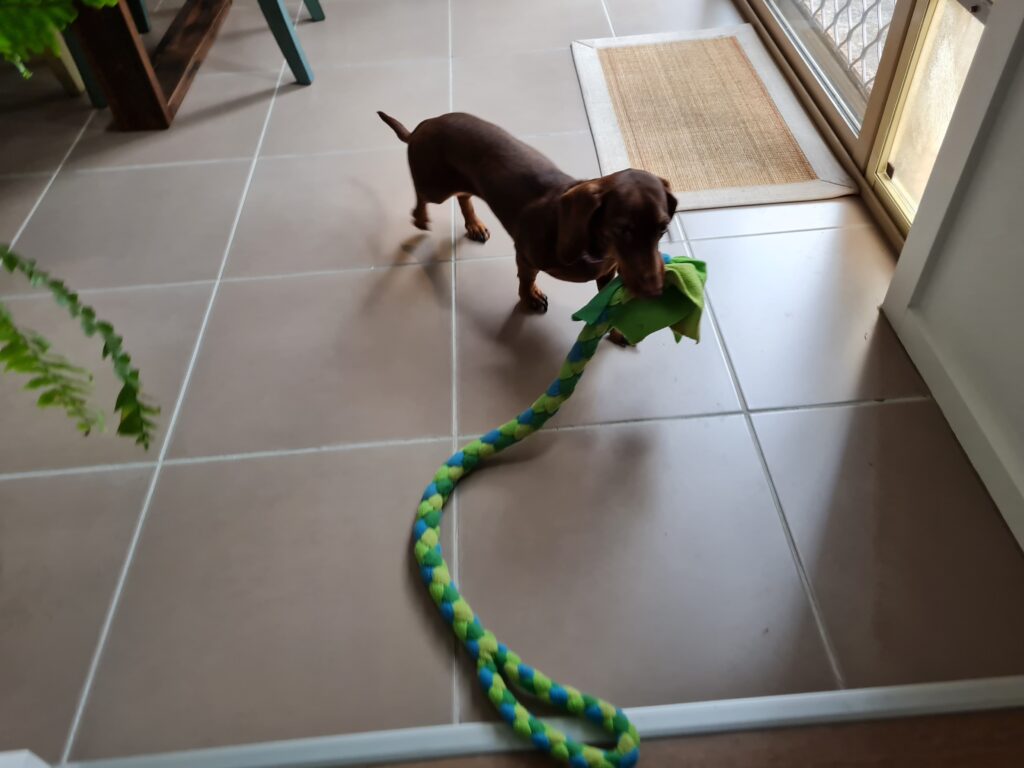 Toy dachshund playing with a rope toy indoors for mental stimulation.