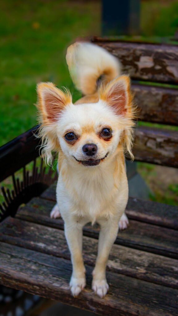 Calm Chihuahua standing on a park bench showing confidence and curiosity in a small dog.