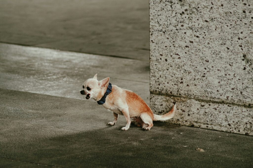 Small Chihuahua barking on a city sidewalk showing alert and reactive behaviour in toy dogs.