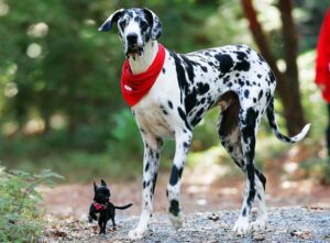 Small Chihuahua standing beside a large Dalmatian showing the bold personality of toy dog breeds