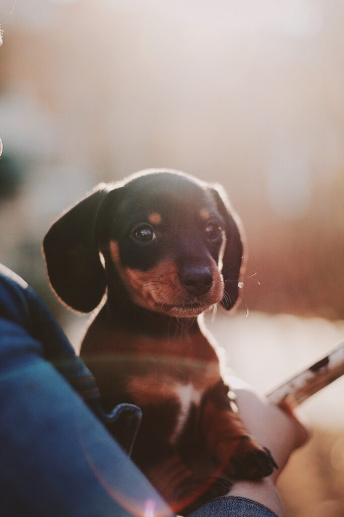 A small dachshund puppy being gently held outdoors in soft sunlight.