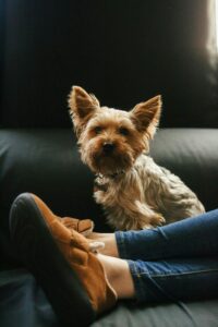 A small Yorkshire Terrier sitting beside a woman’s legs on a couch indoors.