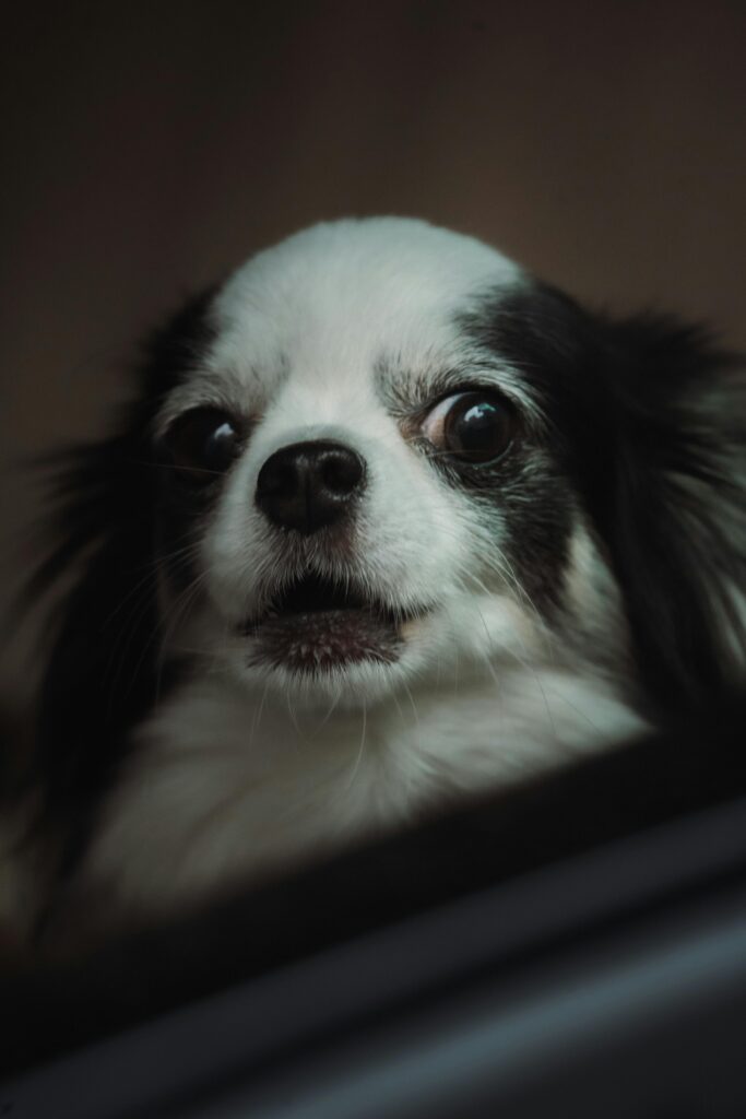 Close-up of a chihuahua looking alert and responsive to sound.