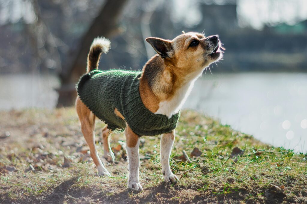 Small dog barking outdoors while wearing a green sweater.