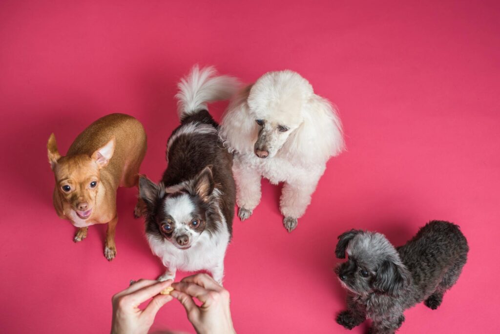 Small toy dog breeds including Chihuahua, Poodle and Shih Tzu look up at a treat during a positive reinforcement training session.