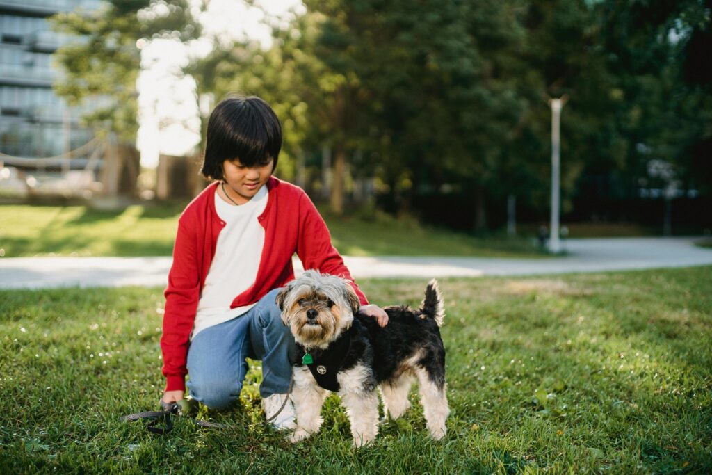 Small toy dog standing on grass beside a child during a relaxed outdoor training session with harness and lead.