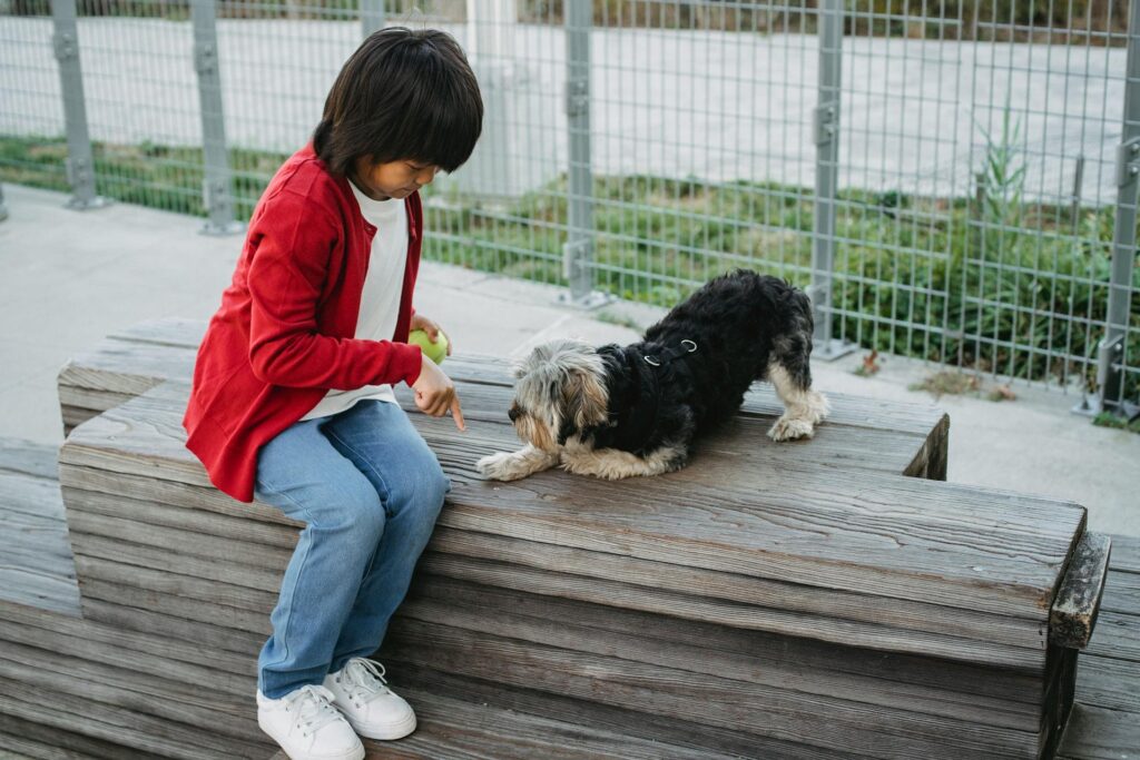 Child practising basic training with a small toy dog on a wooden bench using a ball as a reward.