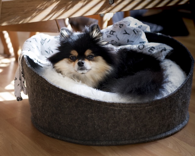 Black and white Pomeranian curled up in a soft bed, resting comfortably in a calm indoor space.