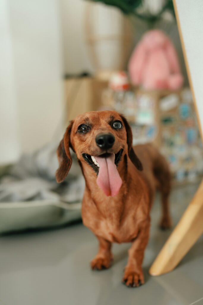 Dachshund standing indoors near furniture with its bed nearby, showing a familiar home environment for a small dog.