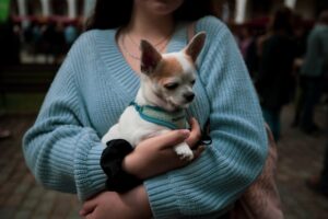 Chihuahua carried safely in a woman's arms