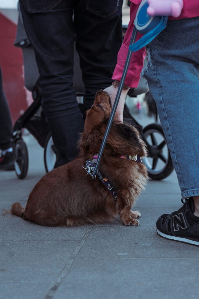 Dachshund on a leash in the street, looking up as a gentle hand offers comfort.