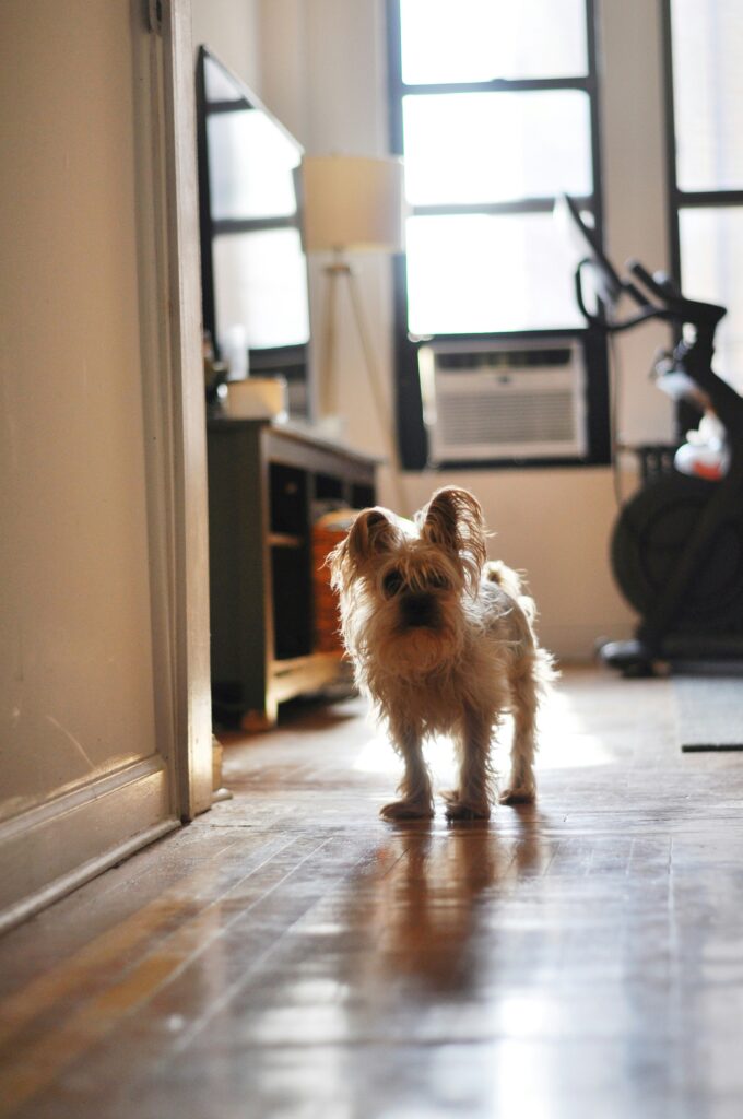 Small terrier walking along a wooden hallway floor, moving through a home space from a low, dog-level view.