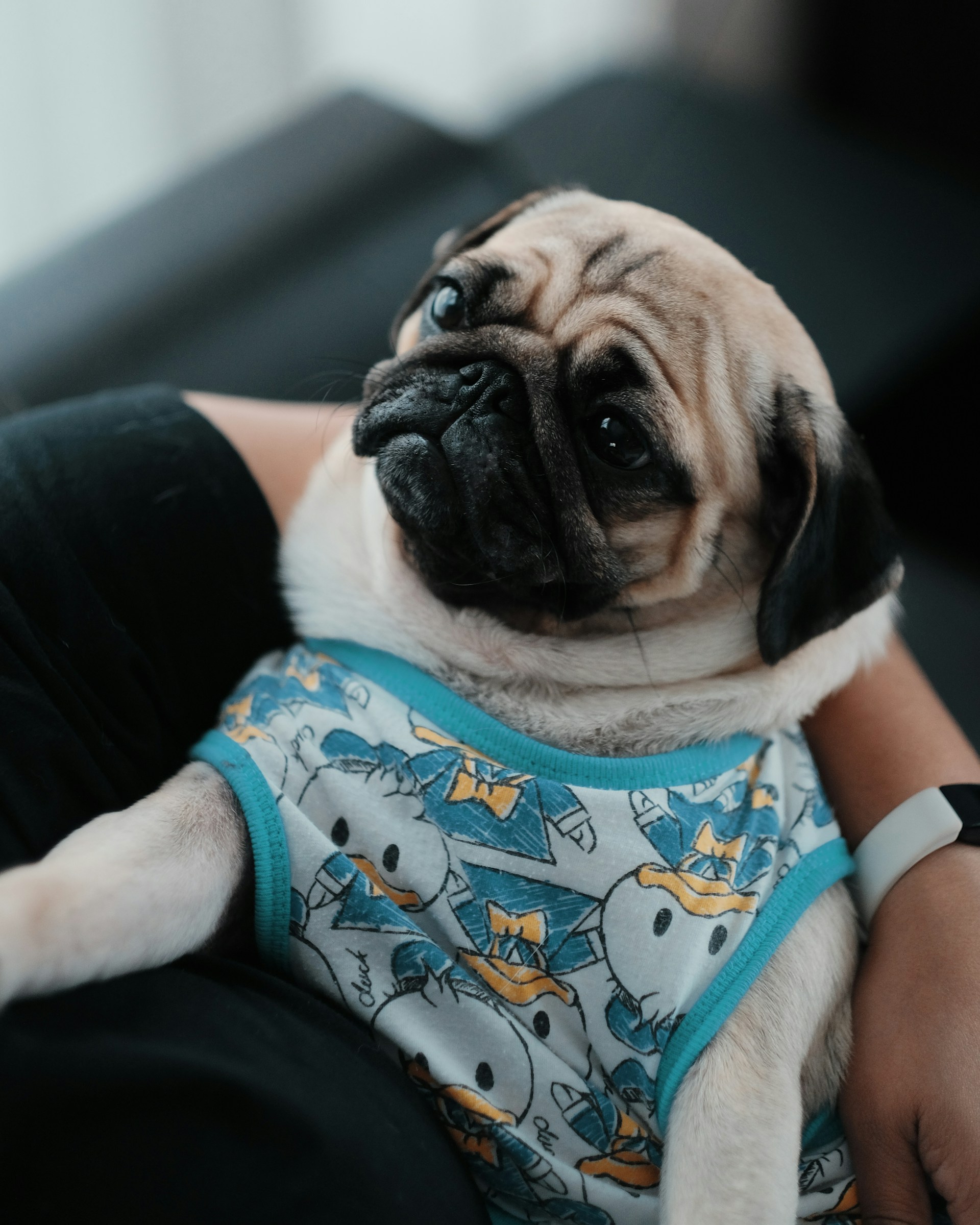 Pug resting against a person on a couch, leaning in for closeness and quiet reassurance