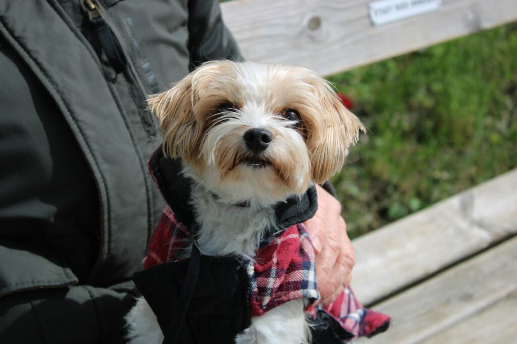 Small fluffy terrier sitting close to its owner on a park bench, looking up calmly for reassurance.