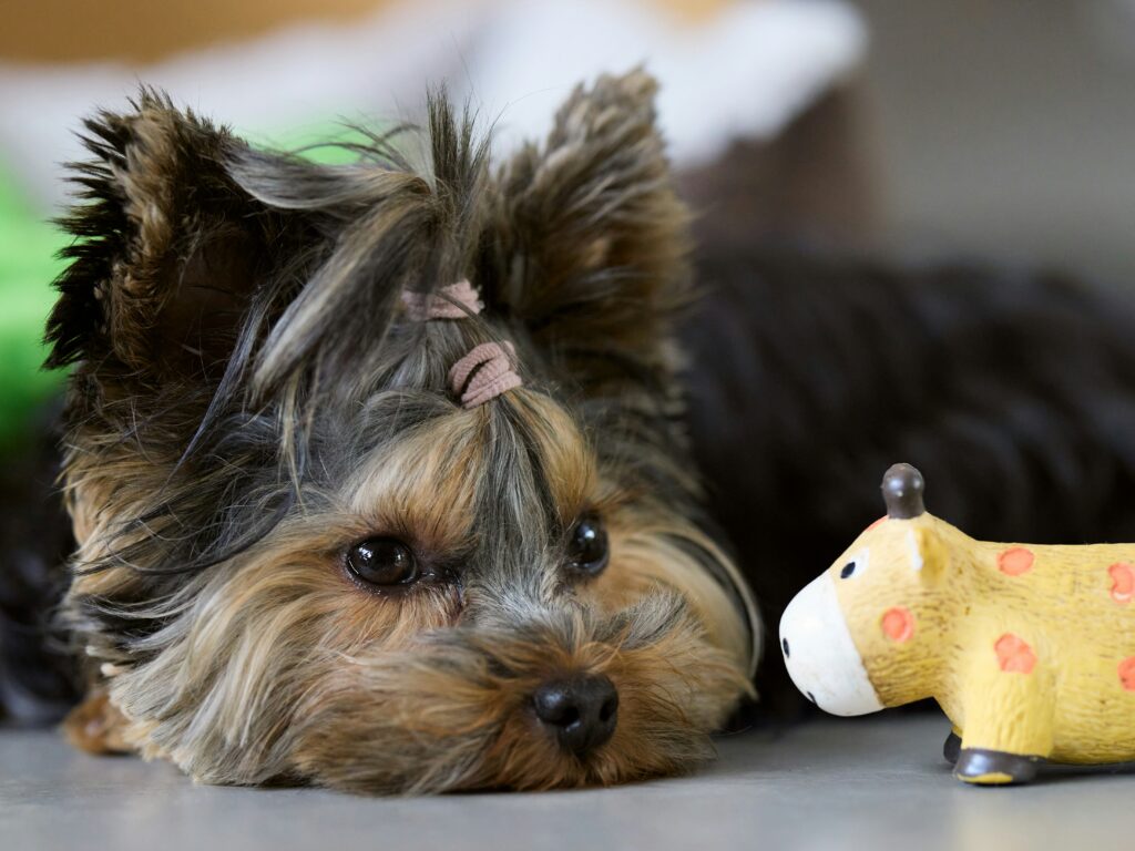 Small terrier resting beside a toy, showing gentle play and a safe, supervised indoor environment.