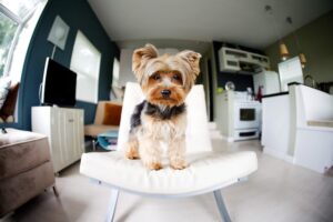 Small Yorkshire Terrier standing on a chair in a living room, highlighting how easily toy dogs reach higher surfaces.