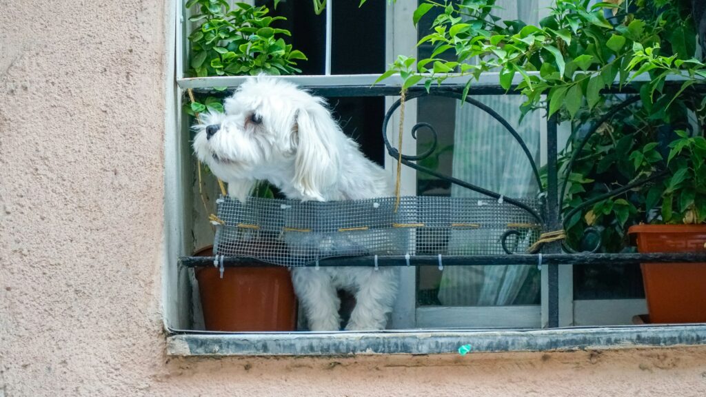 Small white toy dog standing at an open window secured with netting, safely watching the outside world.