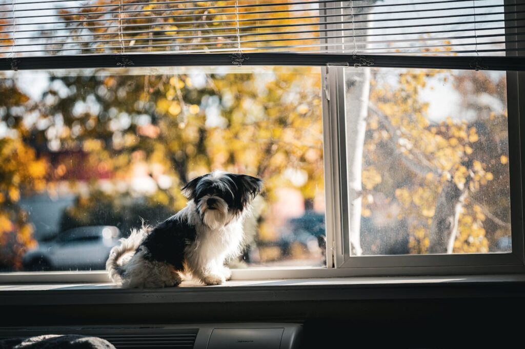 A small black and white toy dog sunbathes on an apartment windowsill.