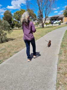 A dachshund with its owner out on a walk in their neighborhood.