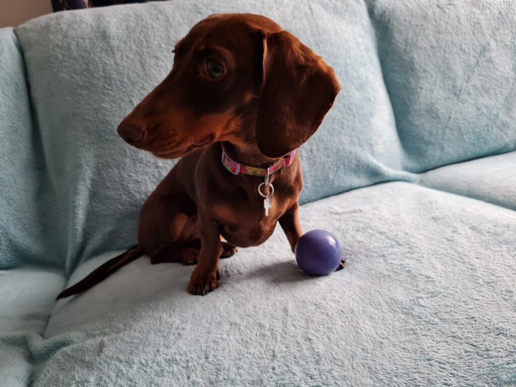Dachshund with purple ball on couch.