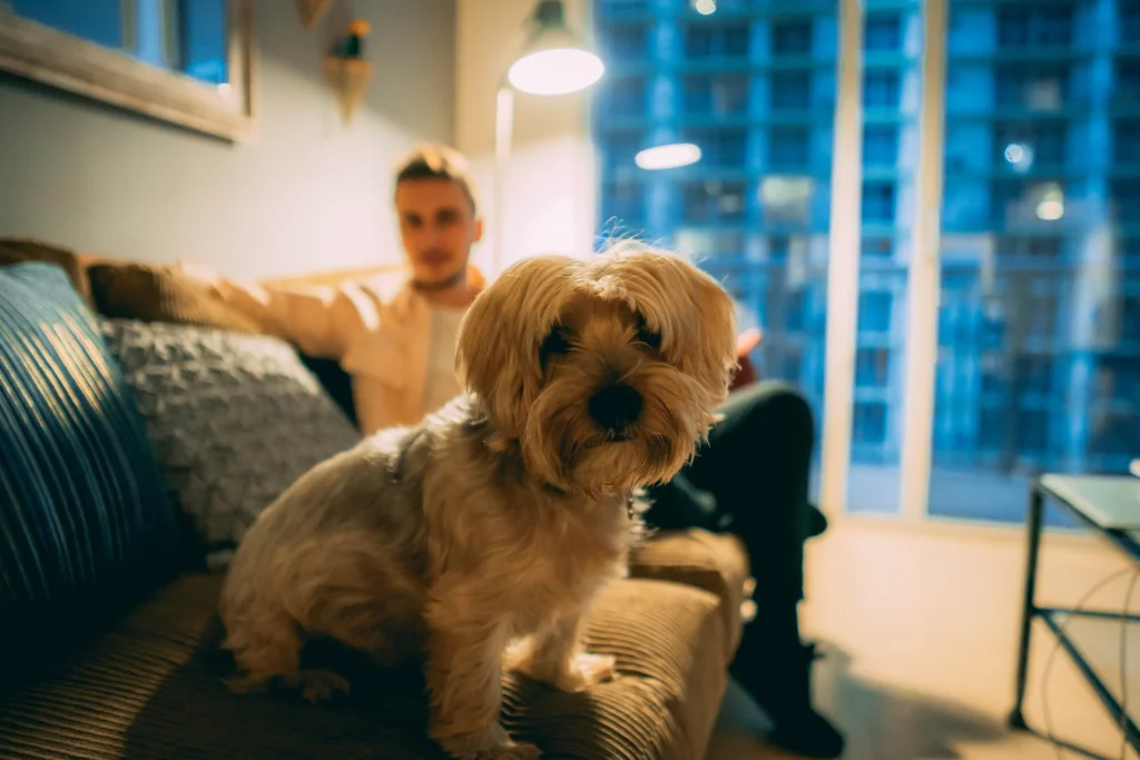 Toy dog and man on a sofa with high rise apartment visible in background window