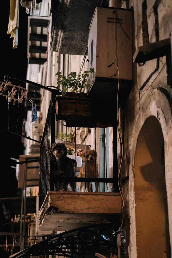 Two small dogs keep watch on apartment balcony