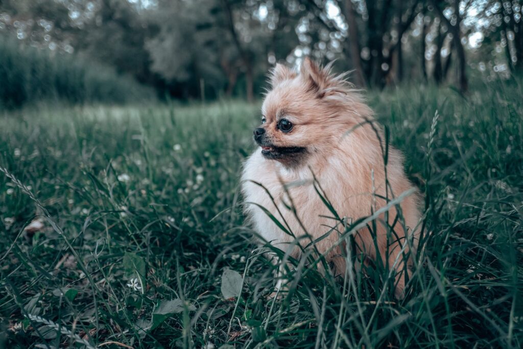 An alert beige Pomeranian in a grassy park.
