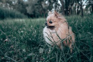 Simple Ways to Be More Present with Your Dog