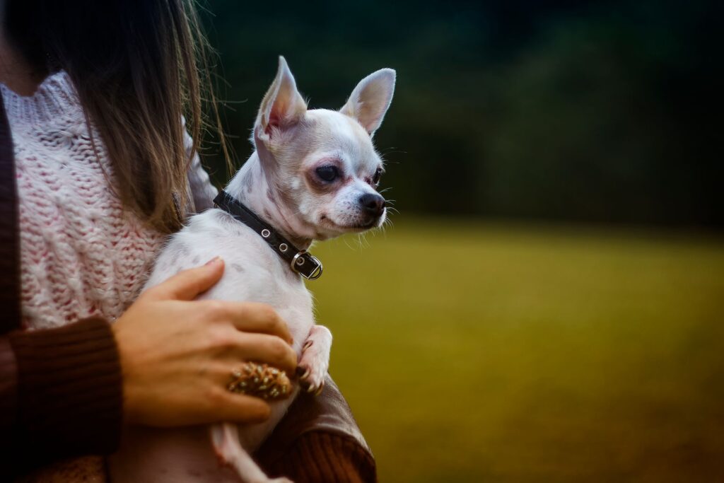 Woman pets older chihuahua on her lap.
