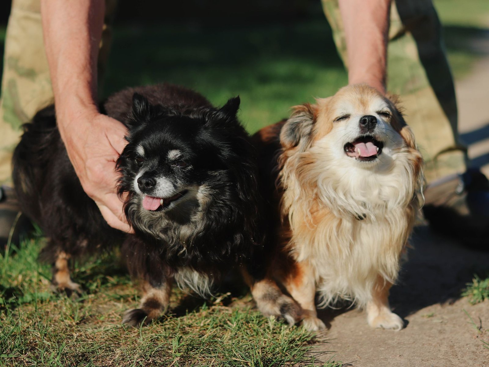 Two older toy dogs enjoying the sunshine while their person gently holds and reassures them.