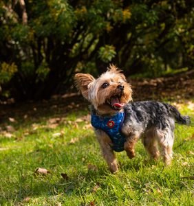 Small Yorkshire Terrier standing on grass with an open mouth, alert expression and one front paw raised.