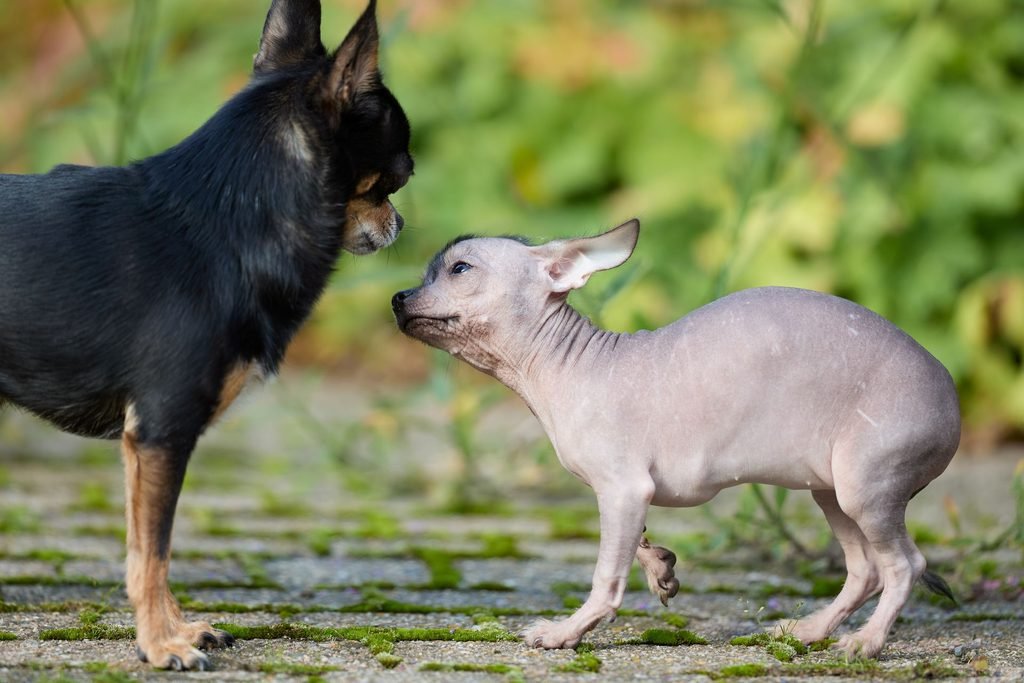 Two small dogs greeting face to face, with one dog lifting a front paw as they closely observe each other.