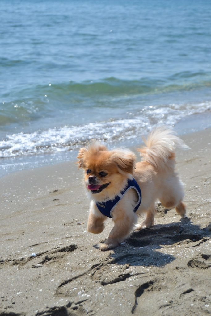 Small fluffy dog running along the beach with a relaxed open mouth and tail held high.