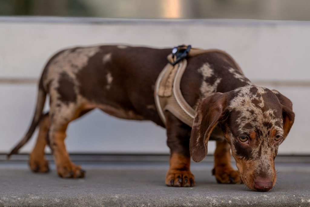 A merle dachshund wearing a harness, sniffs the pavement.
